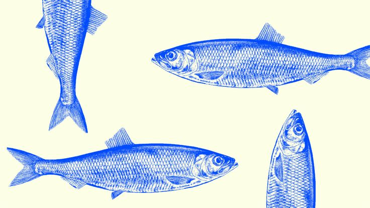 Fish School